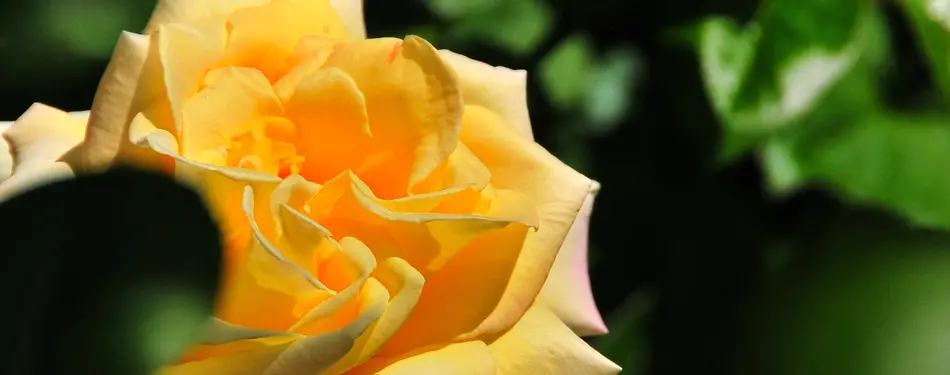 25+ Gardens and Arboretums You Should Visit This Spring!