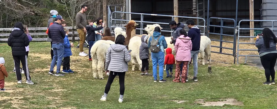 Alpacas are the best. Especially at Alpacas On Allaire