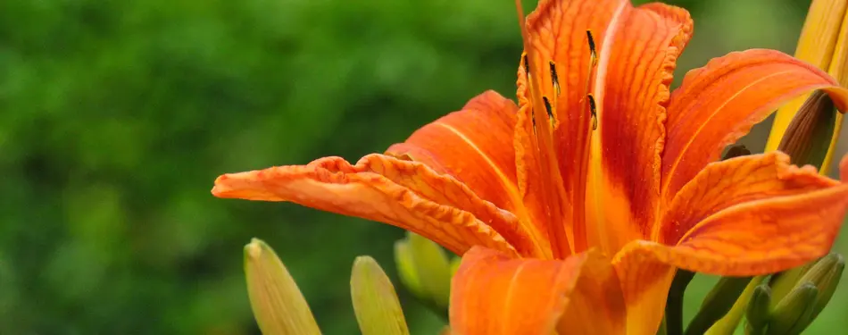 25+ Gardens and Arboretums You Should Visit This Spring!